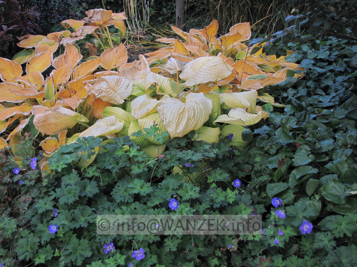 Stimmung Herbst 03.JPG